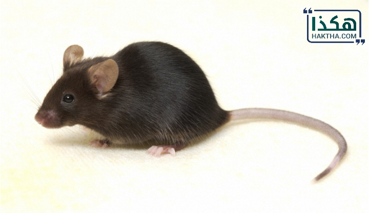 نظريات التجاوب على الفئران